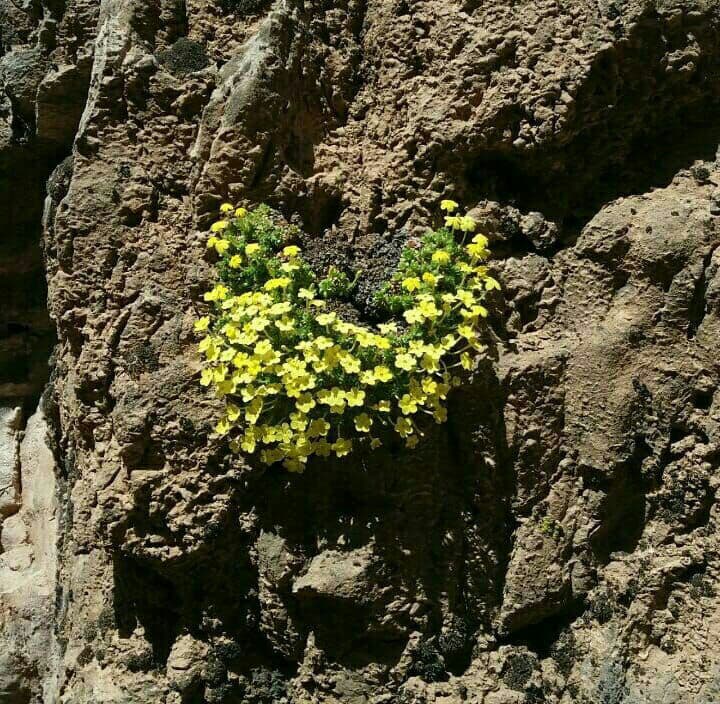 عروس سنگ صخره زی - معرفی و خواص گیاهان دارویی